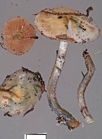 Stropharia caerulea image