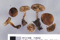 Pholiota subflammans image