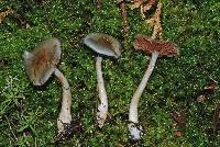 Cortinarius rotundisporus image