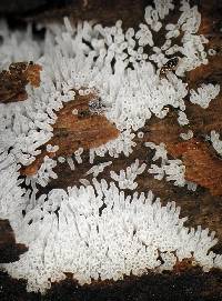 Ceratiomyxa fruticulosa var. fruticulosa image