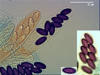 Ascobolus albidus image