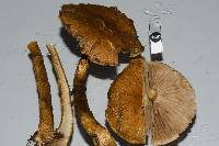 Cortinarius castoreus image