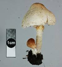 Lepiota cristata image