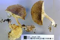 Clitocybe eucalyptorum image