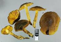 Image of Cortinarius clelandii