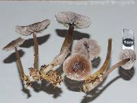 Mycena vinacea image