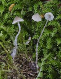 Mycena austrofilopes image