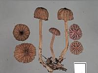 Laccaria fibrillosa image