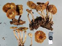 Galerina patagonica image