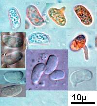 Peniophorella praetermissa image