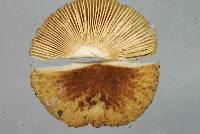 Russula acrolamellata image