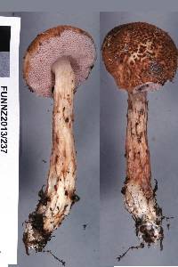 Austroboletus lacunosus image