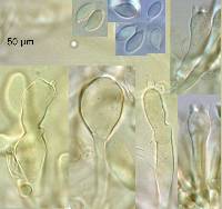 Collybiopsis rimutaka image