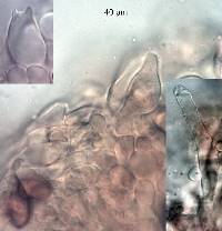 Macrolepiota clelandii image
