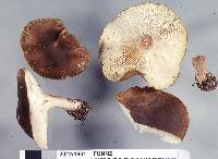 Clitocybe eucalyptorum image