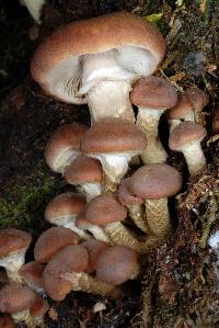 Armillaria aotearoa image