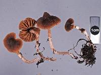 Cortinarius waiporianus image