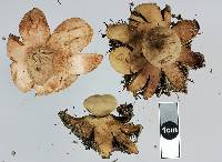 Geastrum rufescens image