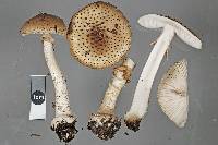 Amanita australis image