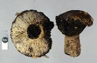 Russula inquinata image