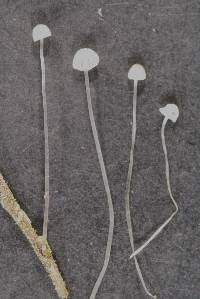 Mycena subdebilis image