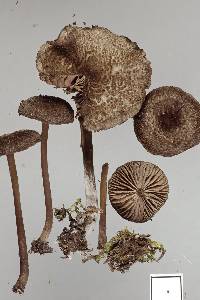 Entoloma crinitum image