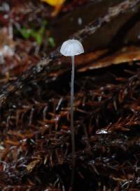 Mycena maldea image