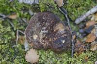 Lactarius sepiaceus image