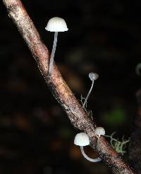 Mycena subdebilis image