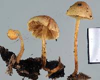 Phaeomarasmius ciliatus image