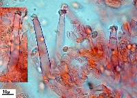 Peniophorella praetermissa image