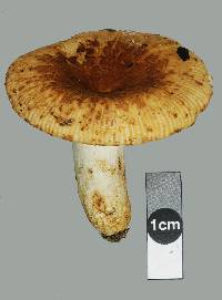 Russula acrolamellata image