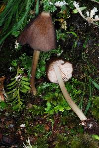 Entoloma procerum image