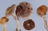 Cortinarius paleaceus image