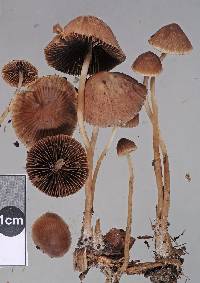 Psathyrella microrhiza image