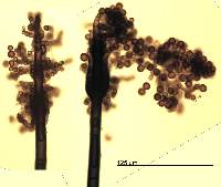 Periconia atra image