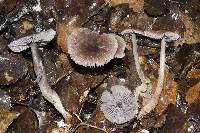 Mycena vinacea image