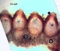 Hypomyces aurantius image