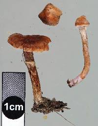 Cortinarius pseudofallax image