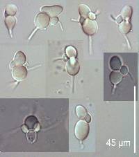 Diplocarpon mespili image