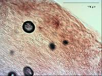 Tricholoma elegans image