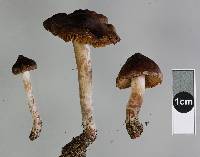 Cortinarius saturninus image