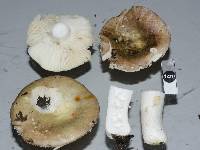 Russula umerensis image