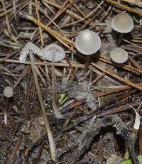 Mycena capillaripes image