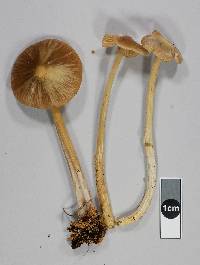 Entoloma cuneatum image