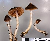 Cortinarius cucumeris image