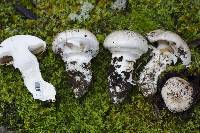 Cortinarius australiensis image