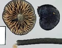 Entoloma atrellum image