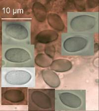 Mycena subdebilis image