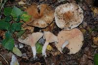 Lactarius pubescens image